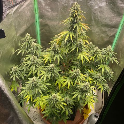 Strawberry Cheescake Auto growlog timeline photo