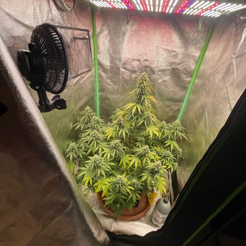Strawberry Cheescake Auto growlog timeline photo