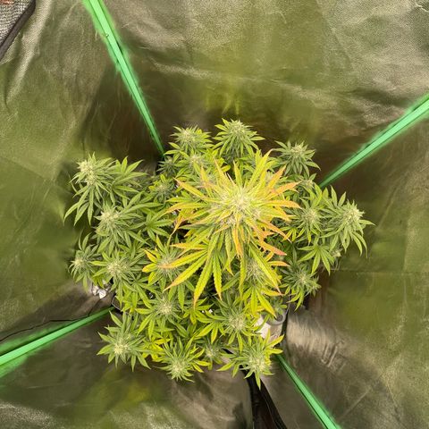 Strawberry Cheescake Auto growlog timeline photo