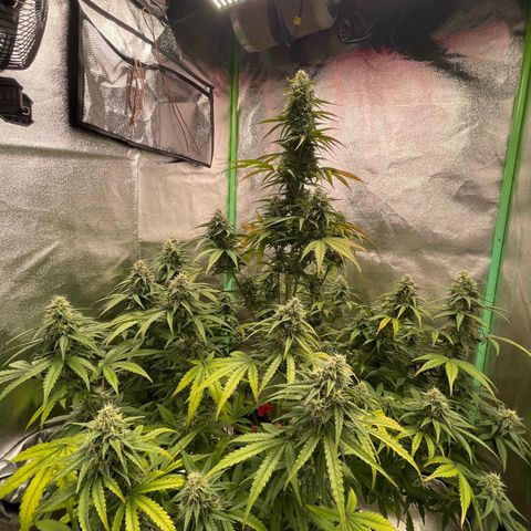 Strawberry Cheescake Auto growlog timeline photo