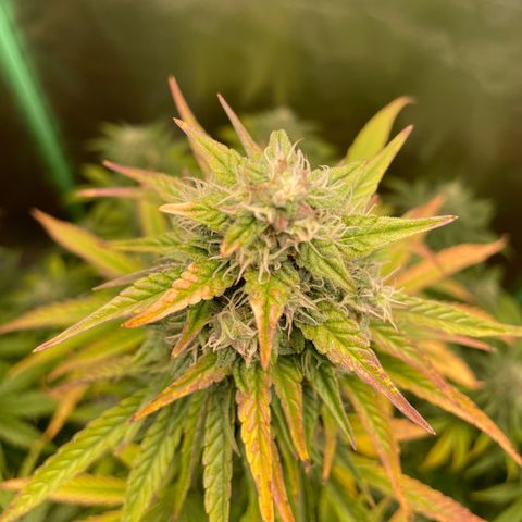 Strawberry Cheescake Auto growlog timeline photo
