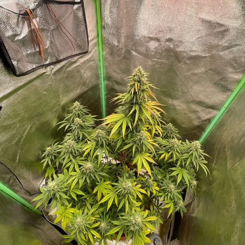 Strawberry Cheescake Auto growlog timeline photo