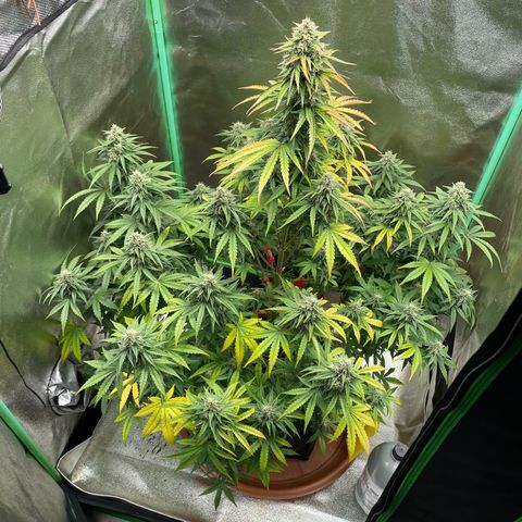 Strawberry Cheescake Auto growlog timeline photo