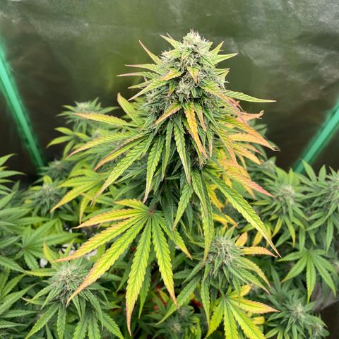 Strawberry Cheescake Auto growlog timeline photo