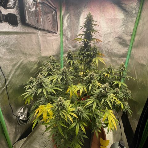 Strawberry Cheescake Auto growlog timeline photo