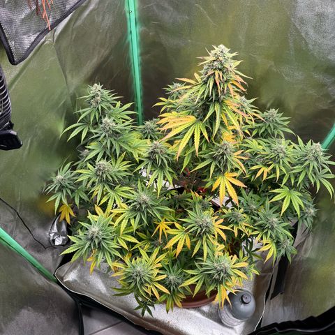 Strawberry Cheescake Auto growlog timeline photo