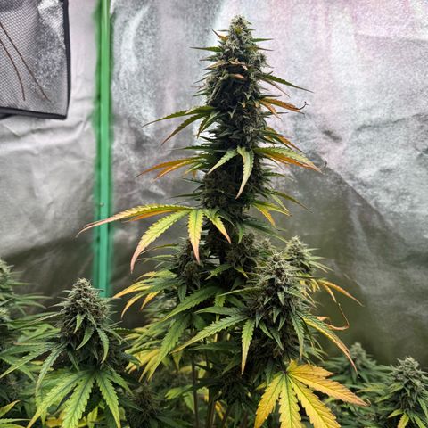 Strawberry Cheescake Auto growlog timeline photo