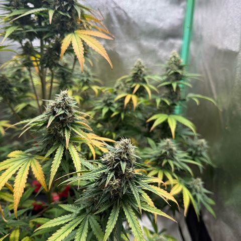 Strawberry Cheescake Auto growlog timeline photo