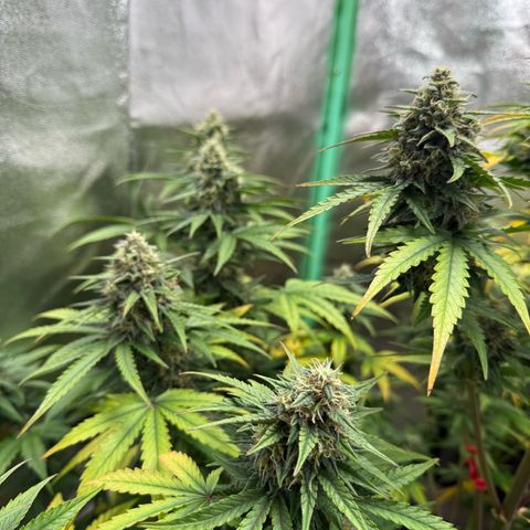 Strawberry Cheescake Auto growlog timeline photo