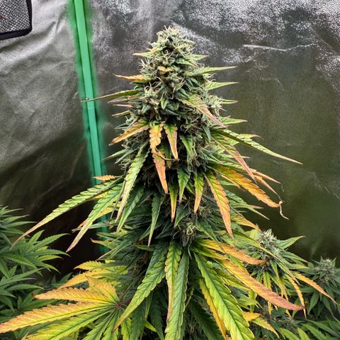Strawberry Cheescake Auto growlog timeline photo