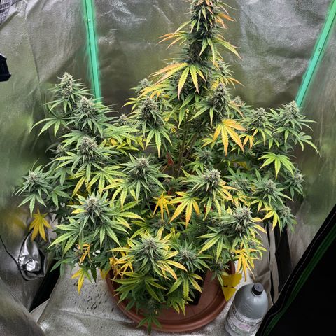 Strawberry Cheescake Auto growlog timeline photo