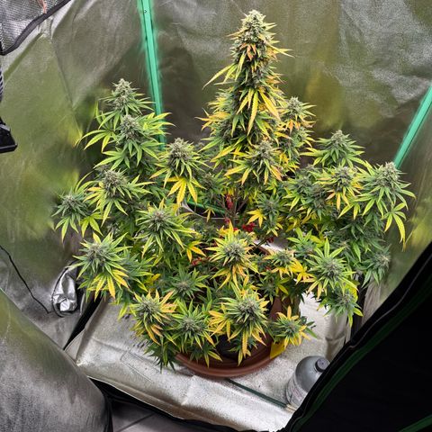 Strawberry Cheescake Auto growlog timeline photo
