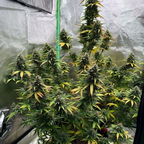 Strawberry Cheescake Auto growlog timeline photo