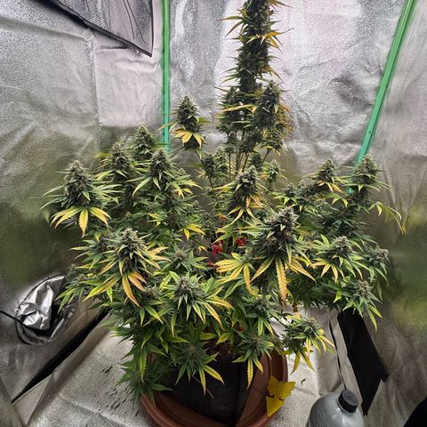 Strawberry Cheescake Auto growlog timeline photo