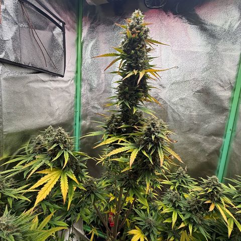 Strawberry Cheescake Auto growlog timeline photo