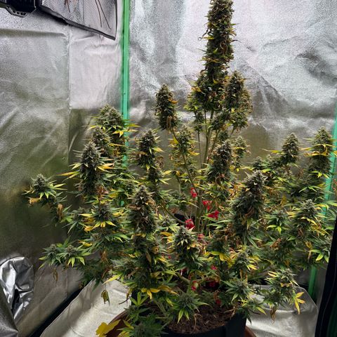 Strawberry Cheescake Auto growlog photo: Erntedankfest 730g Nass
