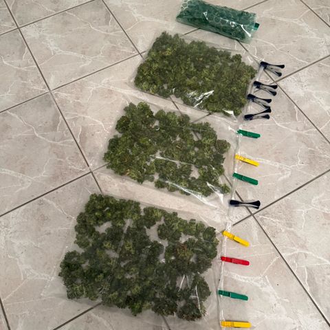 Strawberry Cheescake Auto growlog photo: Erntedankfest 730g Nass