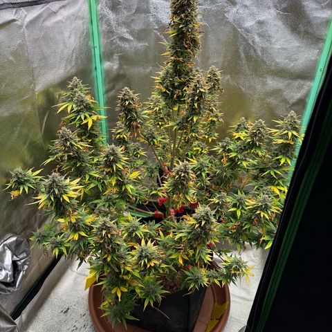 Strawberry Cheescake Auto growlog photo: Erntedankfest 730g Nass