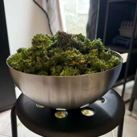 Strawberry Cheescake Auto growlog photo: Erntedankfest 730g Nass