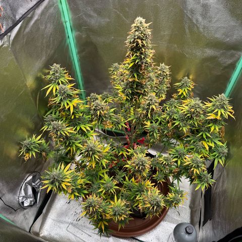 Strawberry Cheescake Auto growlog photo: Erntedankfest 730g Nass