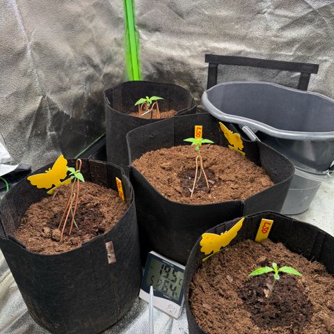 LSD Auto  #3 growlog timeline photo