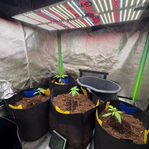 LSD Auto  #3 growlog timeline photo
