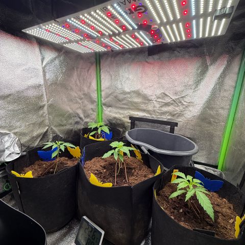 LSD Auto  #3 growlog timeline photo