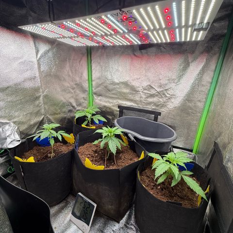 LSD Auto  #3 growlog timeline photo