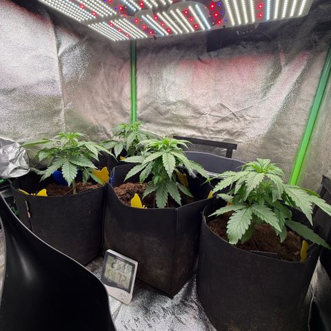LSD Auto  #3 growlog timeline photo