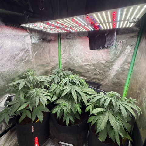 LSD Auto  #3 growlog timeline photo