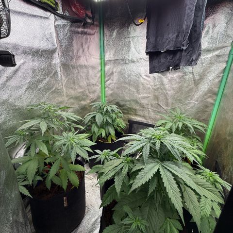 LSD Auto  #3 growlog timeline photo