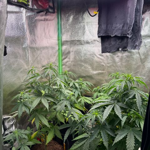 LSD Auto  #3 growlog timeline photo