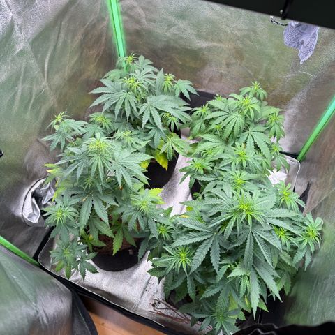 LSD Auto  #3 growlog timeline photo