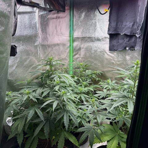 LSD Auto  #3 growlog timeline photo