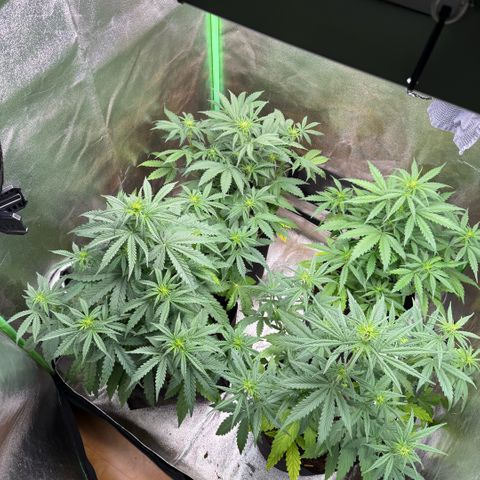 LSD Auto  #3 growlog timeline photo