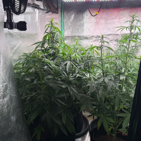 LSD Auto  #3 growlog timeline photo