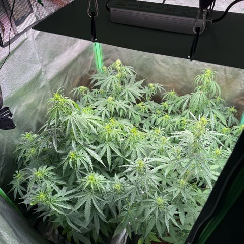 LSD Auto  #3 growlog timeline photo