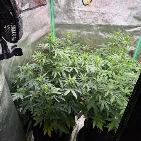 LSD Auto  #3 growlog timeline photo