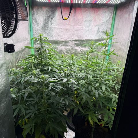 LSD Auto  #3 growlog timeline photo