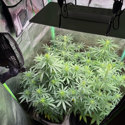 LSD Auto  #3 growlog timeline photo