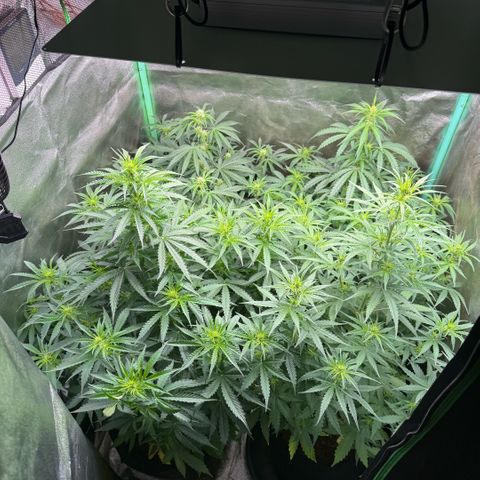 LSD Auto  #3 growlog timeline photo