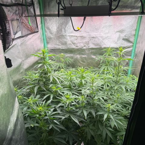 LSD Auto  #3 growlog timeline photo