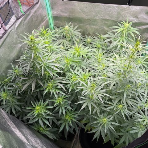 LSD Auto  #3 growlog timeline photo