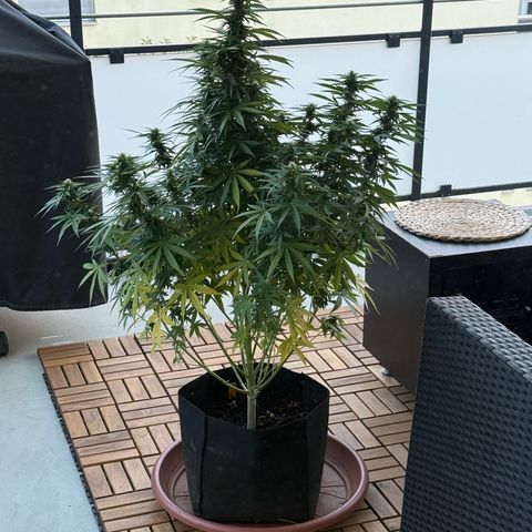 LSD Auto  #3 growlog timeline photo
