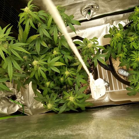 Thelma growlog timeline photo