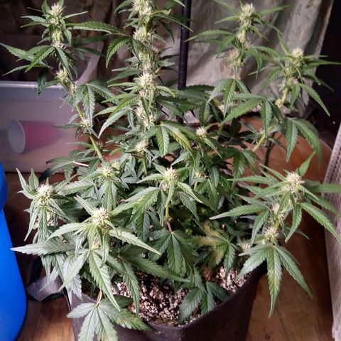 Thelma growlog timeline photo