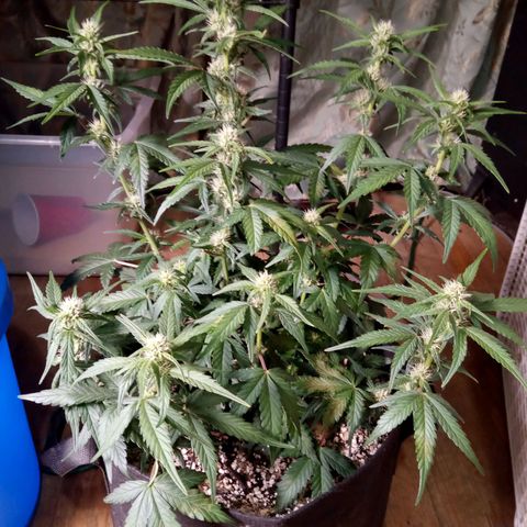 Thelma growlog timeline photo