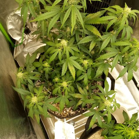 Thelma growlog timeline photo