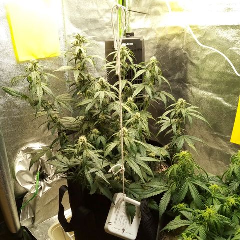 Thelma growlog photo: Gave cal mag 12/6/21
Did flush. 