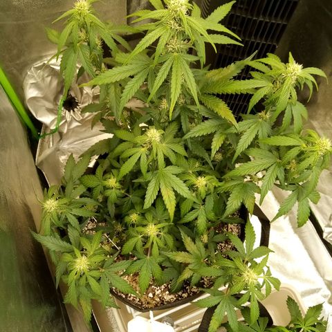 Thelma growlog timeline photo
